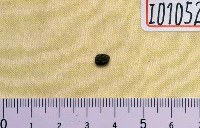 藏品(魚化石)的圖片